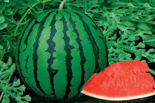 铁链子吃瓜,揭秘网络热议背后的真相与反思