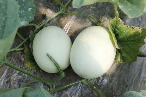 吃瓜玉,网络热词背后的文化现象