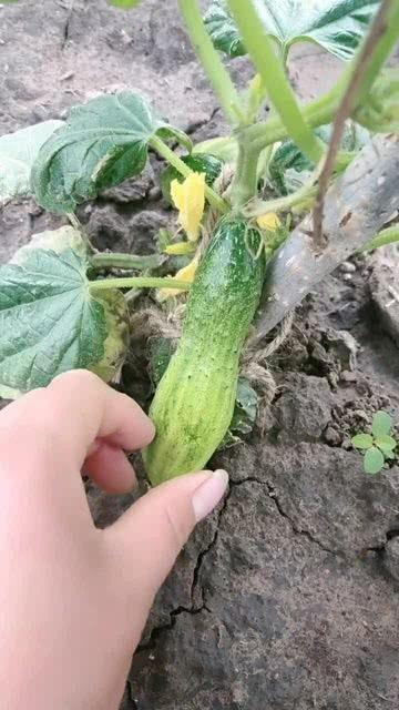 瓜不甜也吃,品味生活中的小确幸