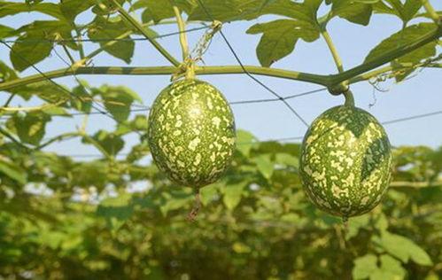 婴儿吃吊瓜好么