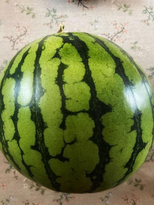 长垣吃瓜视频表演,一场别开生面的民间艺术盛宴