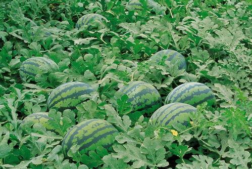 长垣吃瓜新闻梦梦,揭秘长垣吃瓜新闻背后的故事