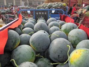 吃瓜带来的感想,从娱乐现象看社会心态