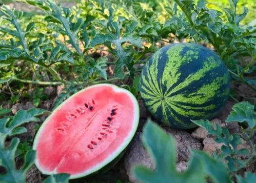 开封吃瓜事件真相,揭秘背后真相与反思