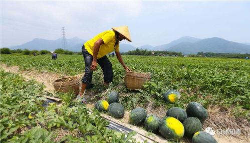 田地吃瓜真实照片,瓜香四溢，欢乐满溢