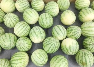 我只是想吃吃瓜 吃瓜,轻松一“瓜”，畅享生活乐趣