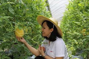 吃青州瓜,探寻山东特色水果的魅力