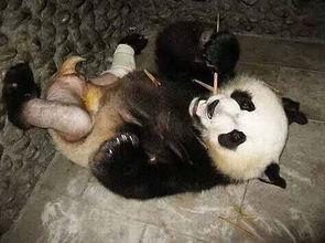 吃瓜骨折的熊猫