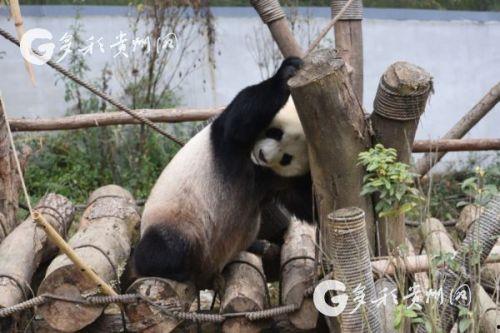 吃瓜骨折的熊猫