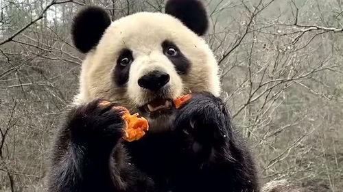 吃瓜骨折的熊猫