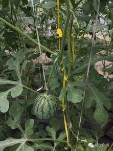 吃瓜珍珠瓜,探寻吃瓜新宠的甜蜜诱惑