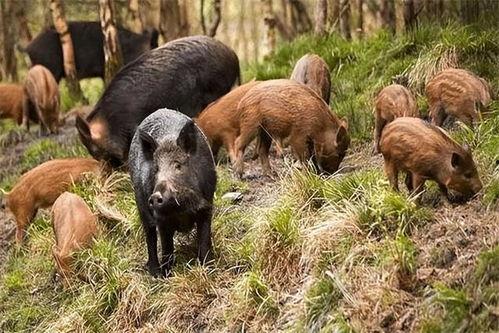 野猪进瓜地吃瓜怎么办