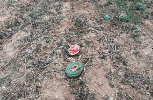 野猪进瓜地吃瓜怎么办