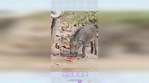 野猪进瓜地吃瓜怎么办